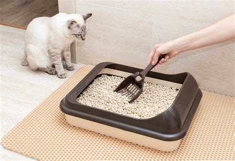 wood pellet kitty litter box